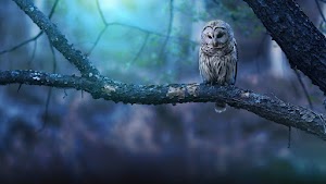 Owl Wallpaper