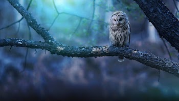 Owl Wallpaper