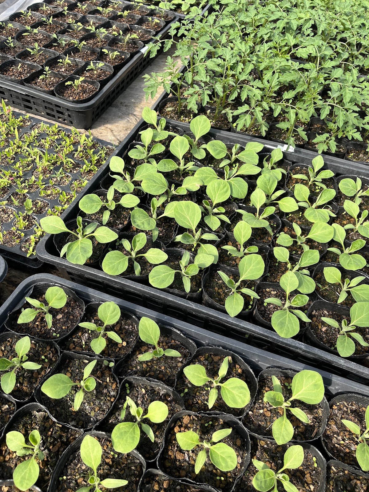 oyatsu somayaの画像３