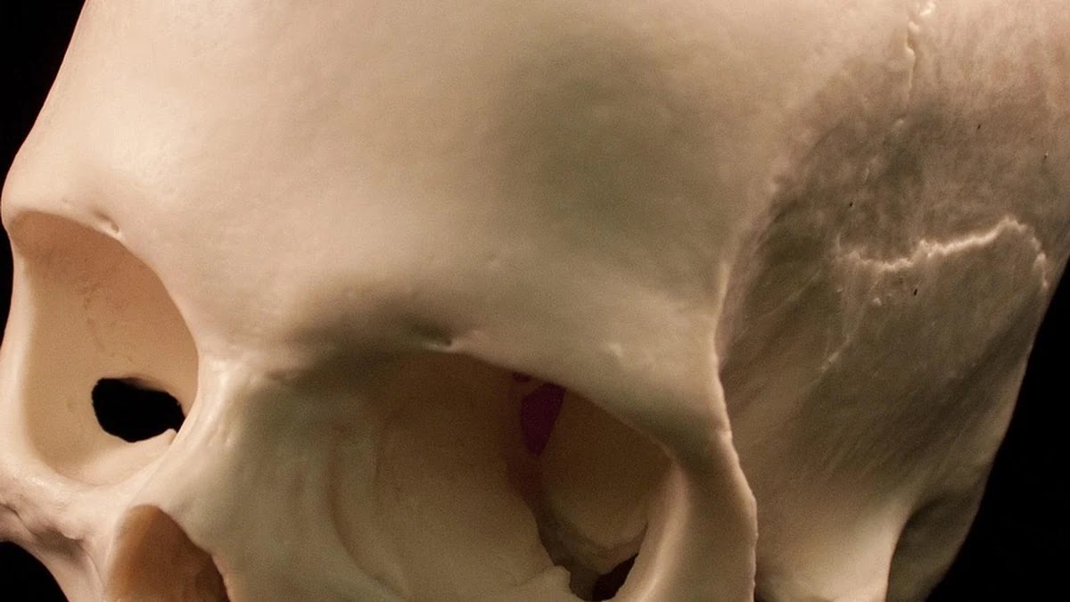 음식 문화의 금기와 그 기원의 인류학적 의미