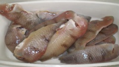 Cá mó làm sạch, rửa sạch, khứa vài đường lên thịt cá để dễ ngấm gia vị.