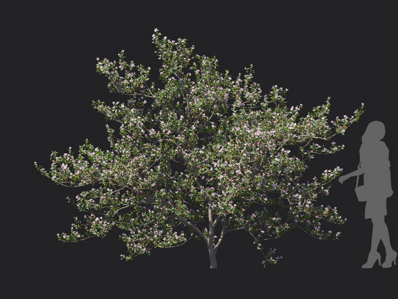Maxtree - Plant Models Vol.129