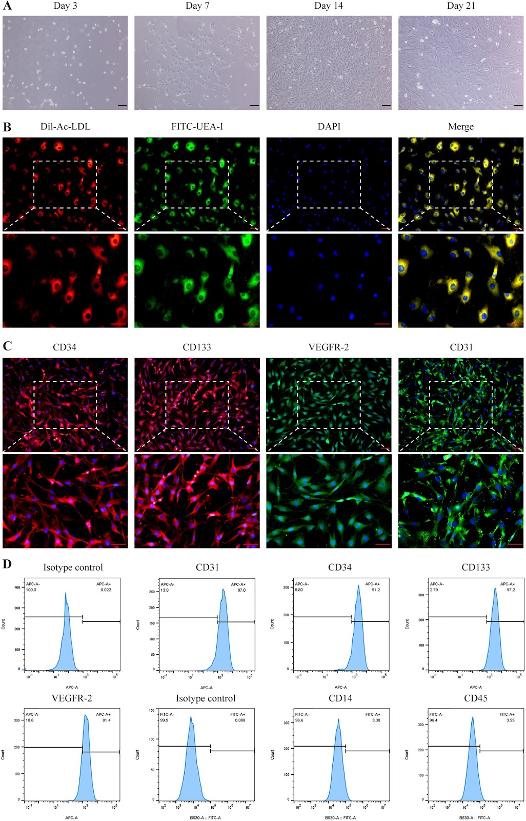 Extracorporeal cardiac shock wave stimulation enhances the therapeutic efficacy of intravenously delivered endothelial colony-forming cells via PI3K/AKT signaling in a rat myocardial infarction model