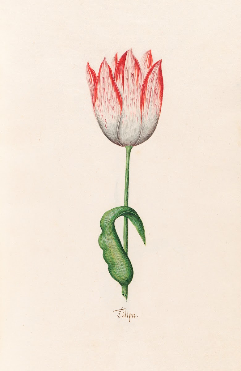 Tülipa 1692