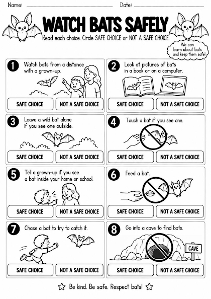 Safe Bat Observation Choices Worksheet