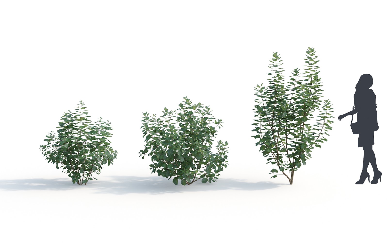 Maxtree - Plant Models Vol.6