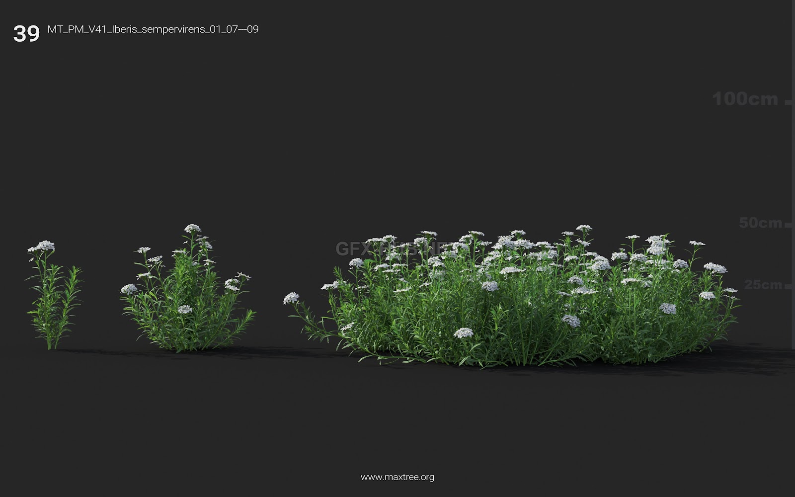 Maxtree - Plant Models Vol.41