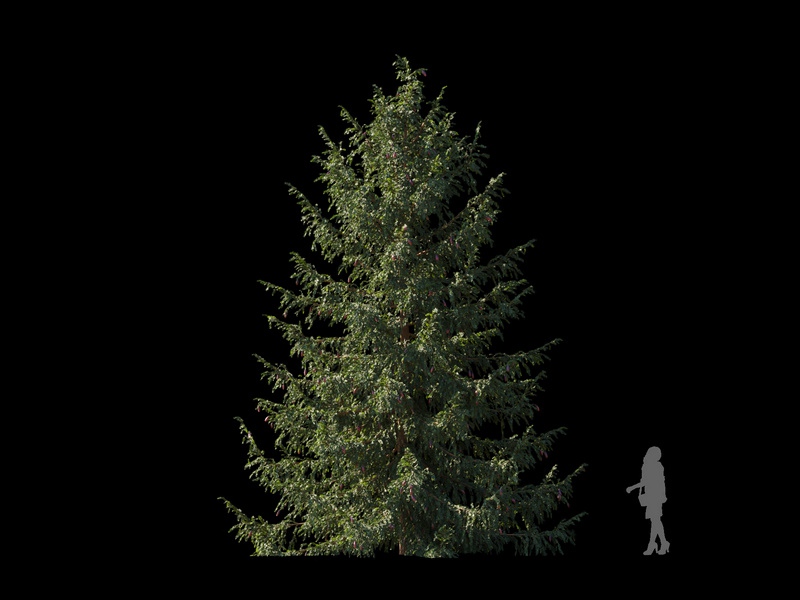 Maxtree - Plant Models Vol.120