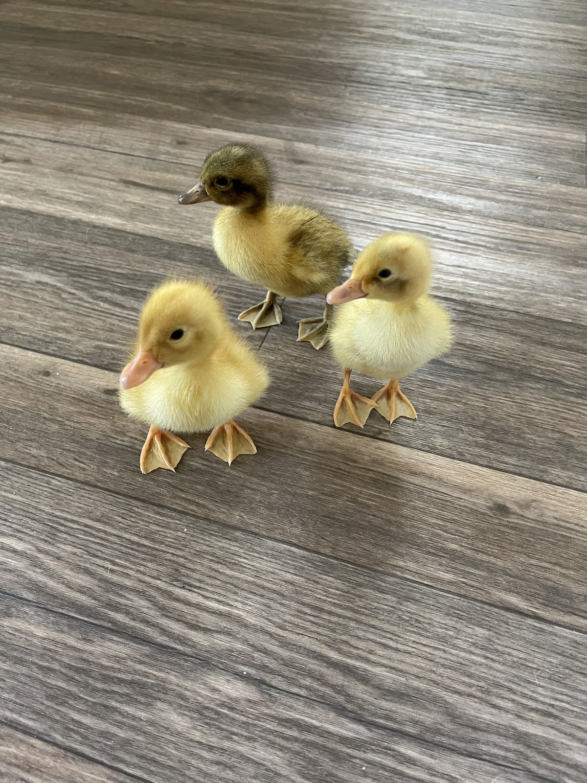 Fawn & White Runner Duck, Welsh Harlequin Duckling, White Layer Duckling