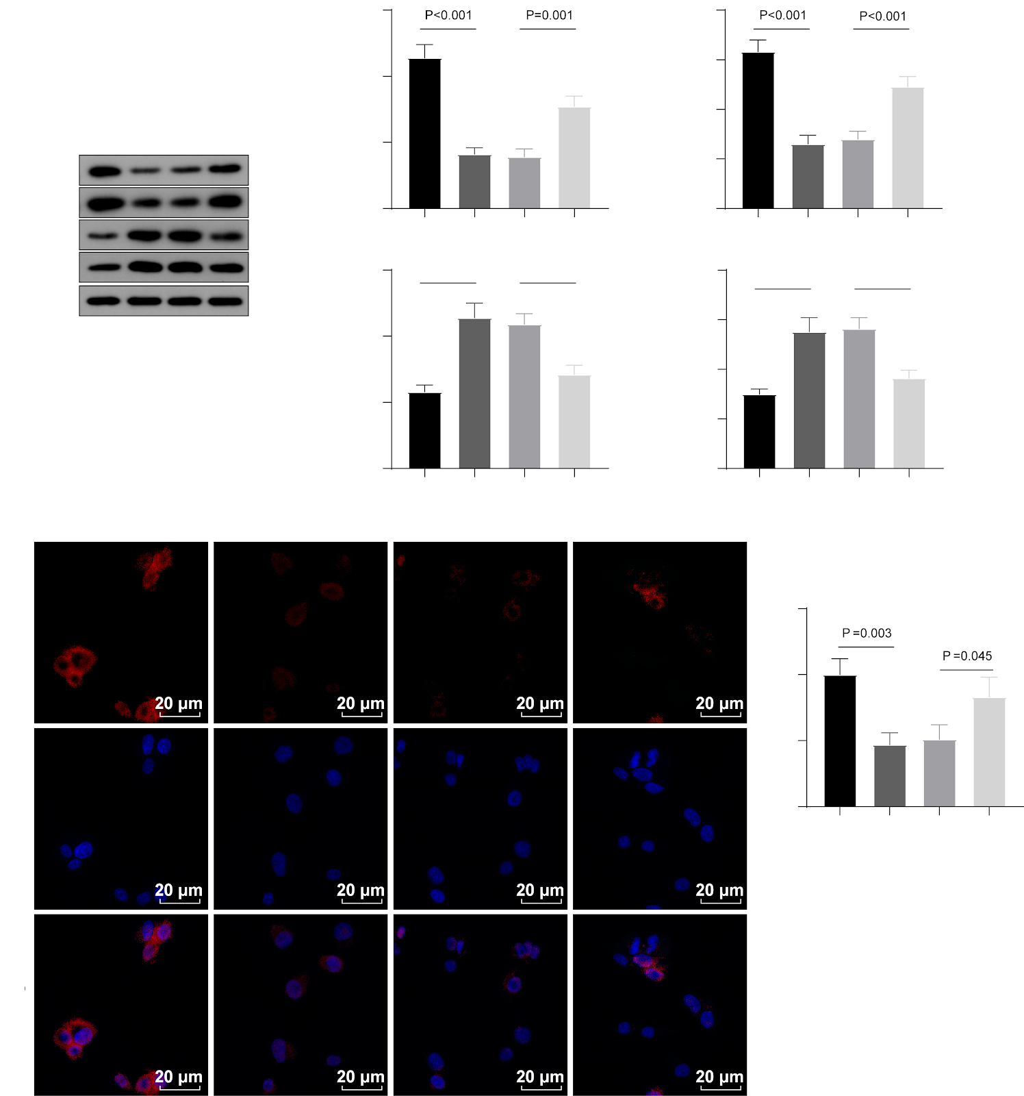 Regulating mitochondrial dynamics balance in nucleus pulposus cells inhibits cell apoptosis