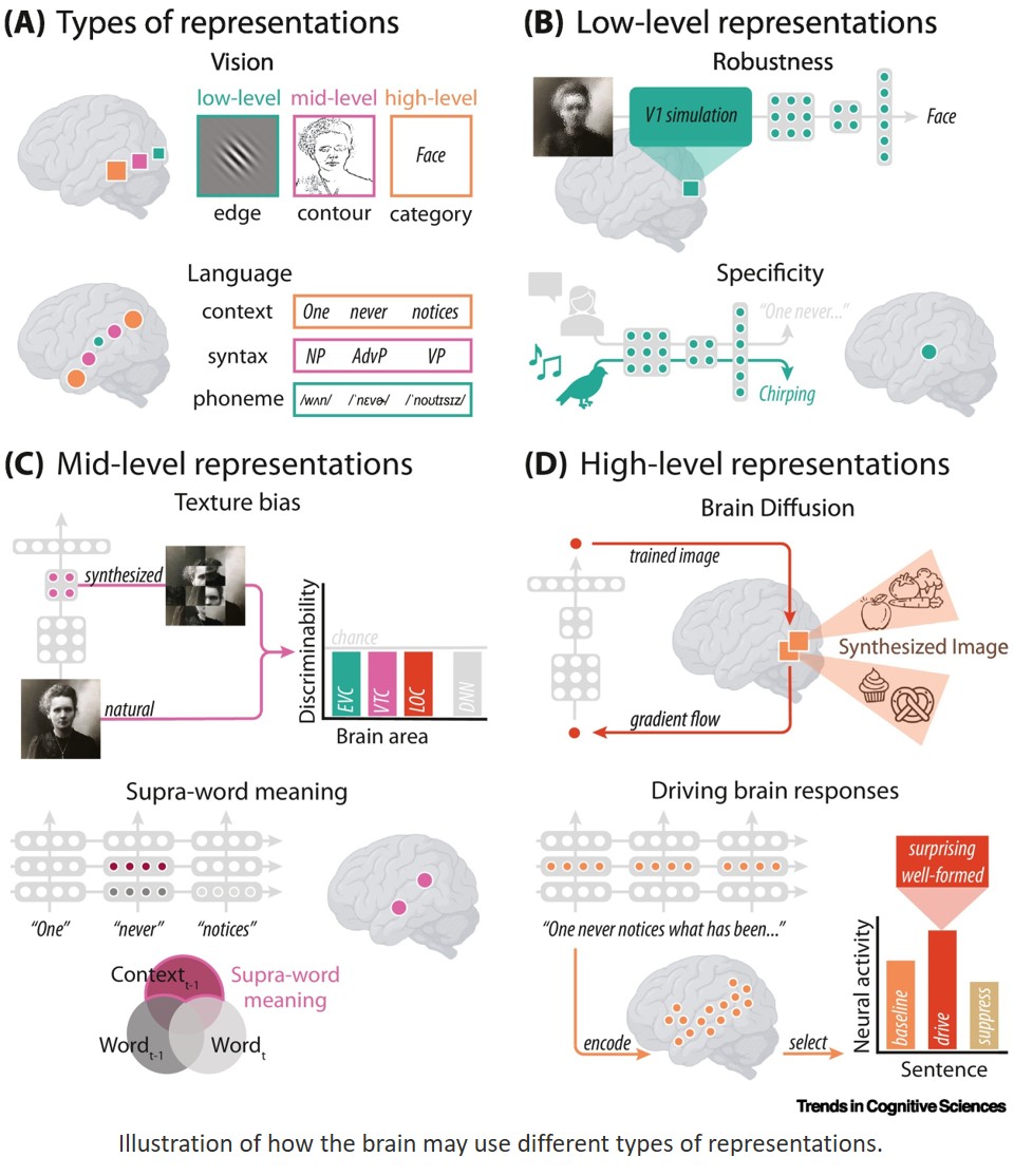 Comparing brains to deep neural networks