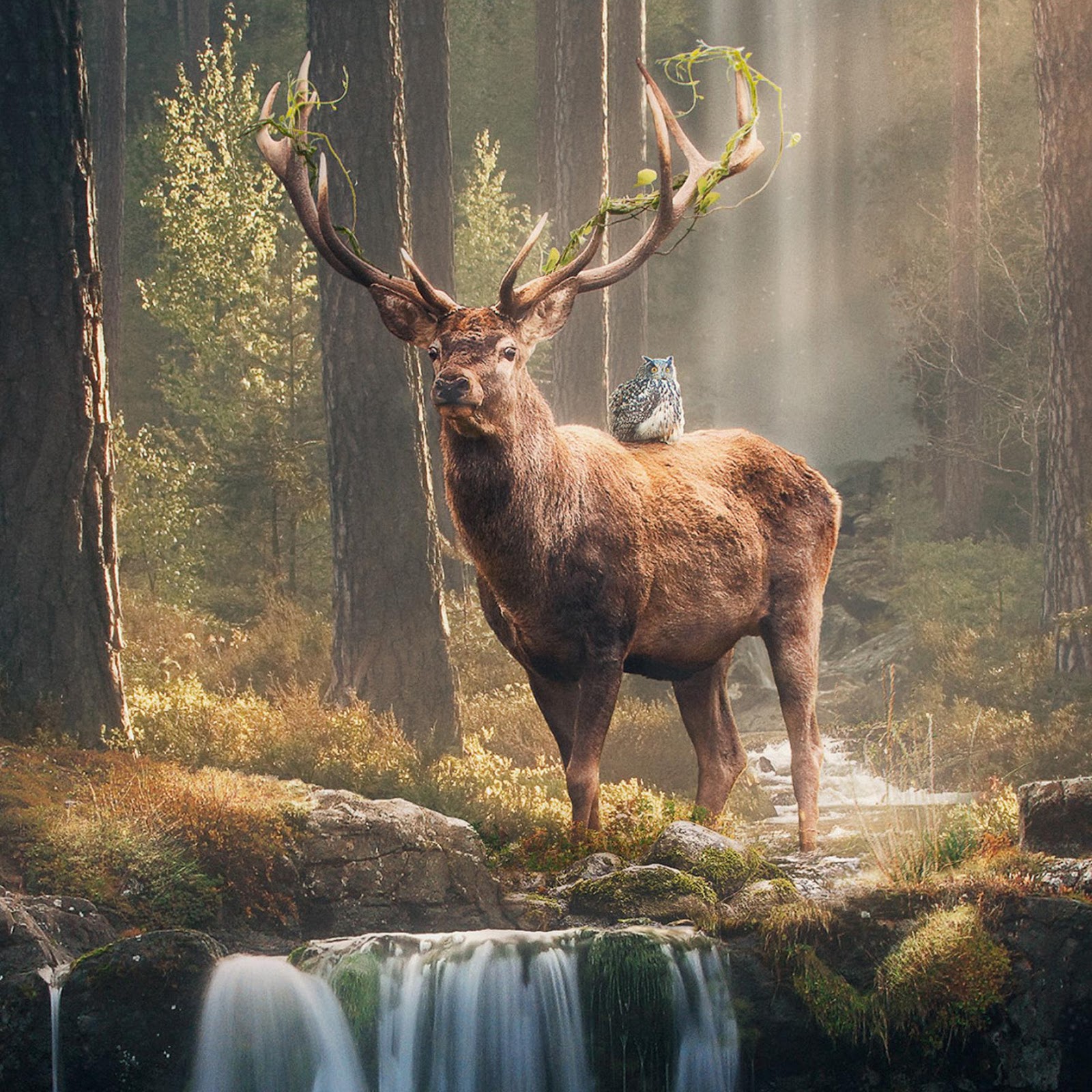 Download Majestic Stag By Forest Waterfall 2K iPhone