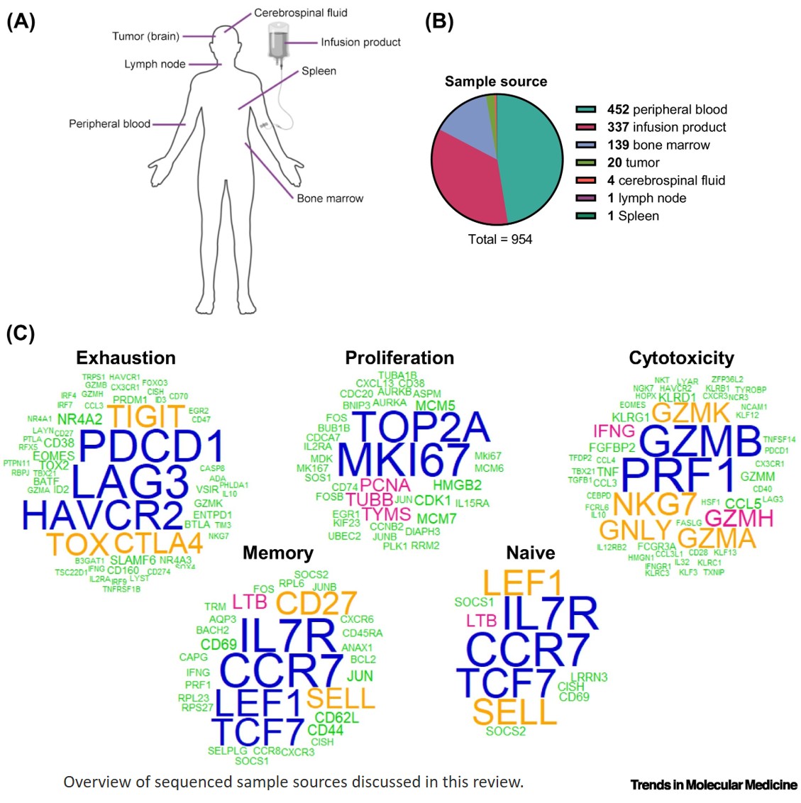 Mapping clinical CAR-T cells: insights from scRNA-seq