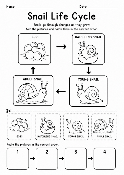 Snail Life Cycle Worksheet