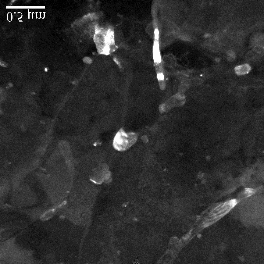 In-situ research on tensile deformation and microvoid formation in a nuclear pressure vessel steel