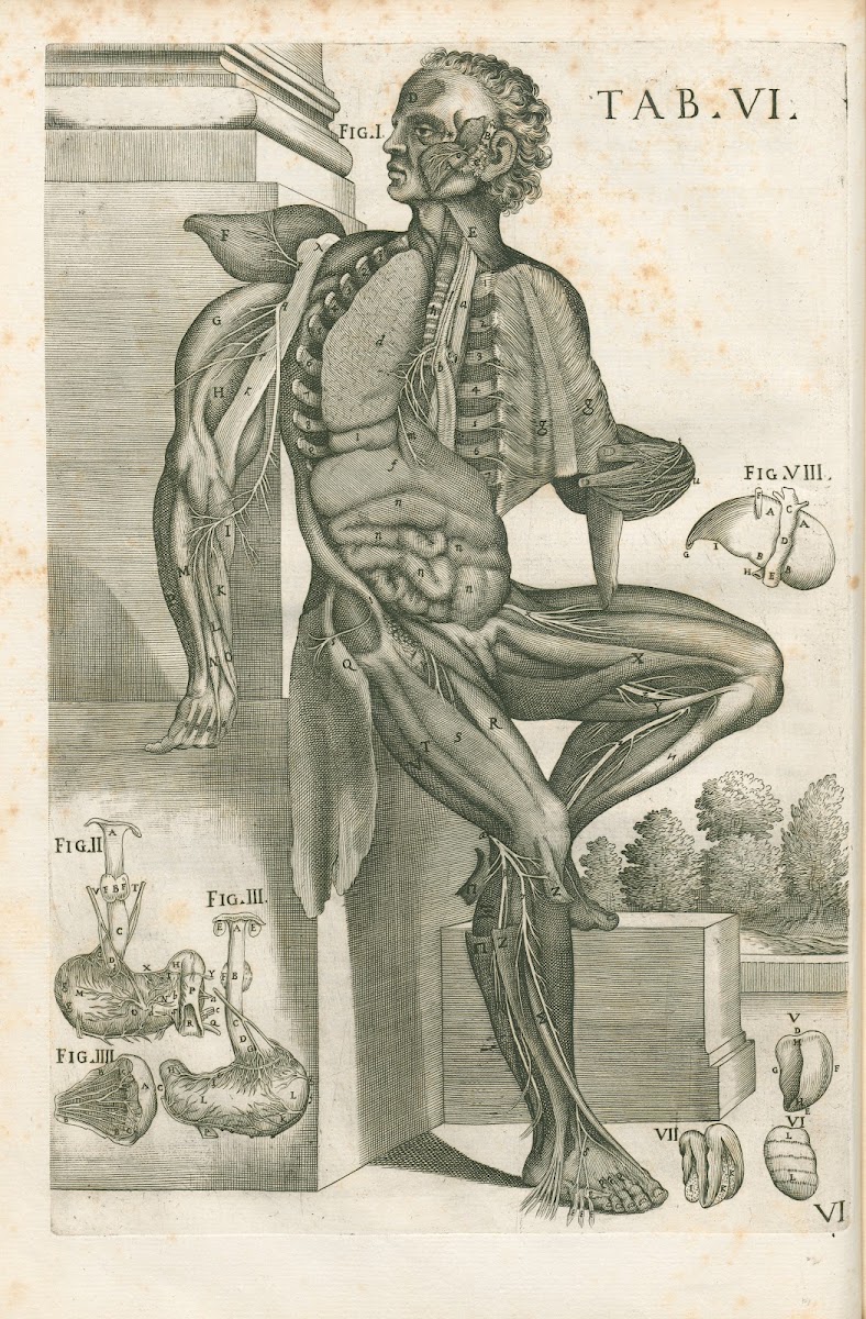 Tabulae anatomicae a celeberrimo pictore Petro Berretino Cortonensi Pl06 1741