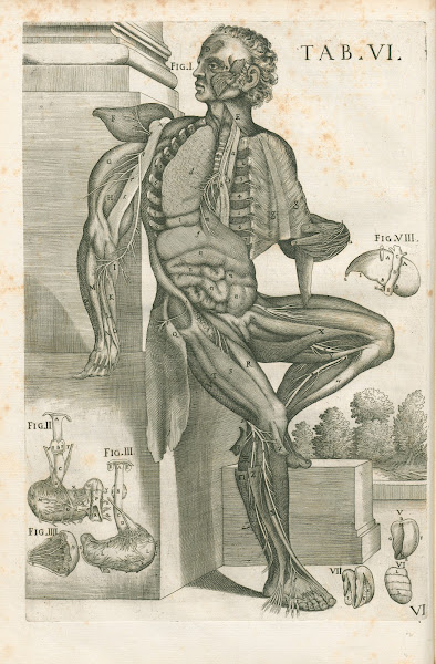 Tabulae anatomicae a celeberrimo pictore Petro Berretino Cortonensi Pl06 1741
