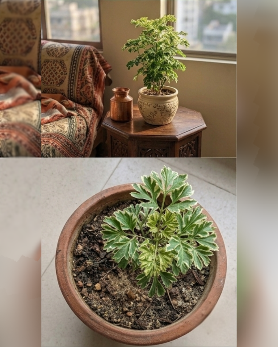 Aralia Variegated Plant — view 3