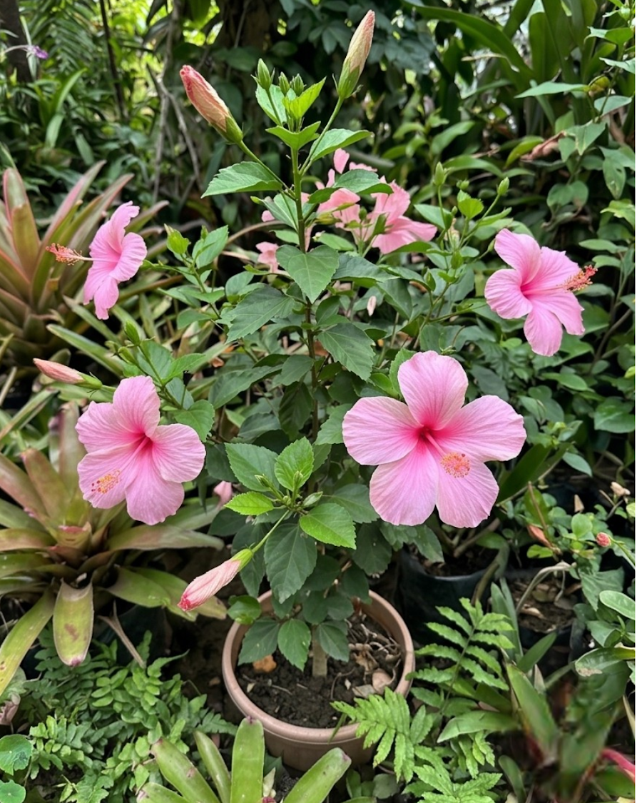 Hibiscus Pink Flower Plant — view 4