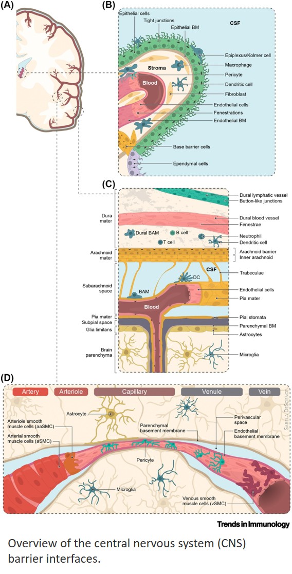 Antigen presentation at the blood–brain barrier amplifies neuroinflammation