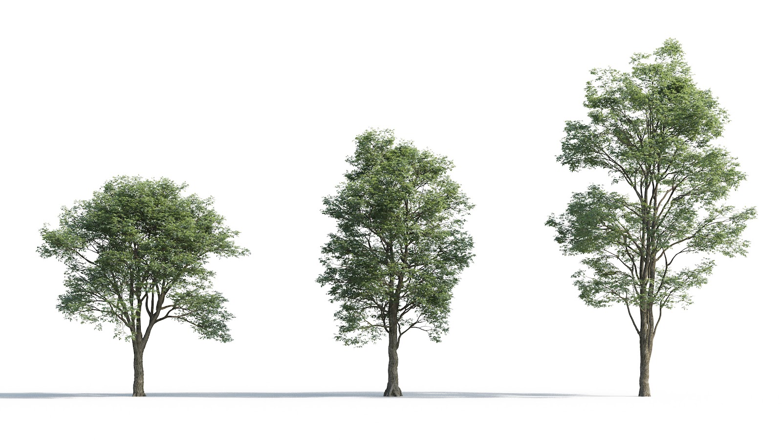 Maxtree - Plant Models Vol.5