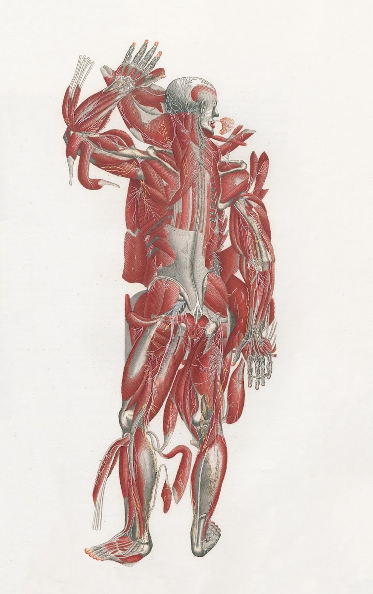 Anatomia Universale Pl43 1833