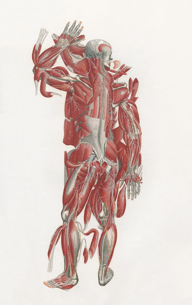 Anatomia Universale Pl43 1833