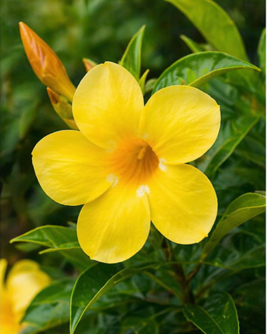 Allamanda Plant — view 3