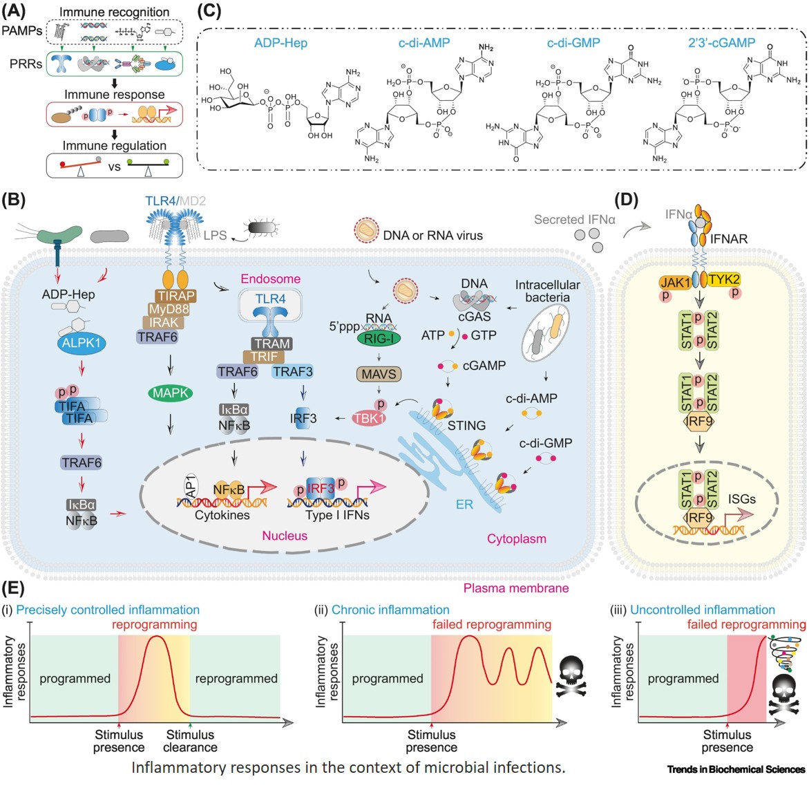 Regulation of inflammatory gene transcription by ubiquitination and deubiquitination