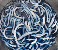 Tiếp đó cho dừa vào thau, ướp theo tỉ lệ 1kg dừa với 600g đường và không nên cho ít đường hơn. Vì nếu thiếu đường thì khi sên mứt dừa sẽ không kết tinh được đâu đấy. Bạn ướp đường với dừa khoảng 1 - 2 tiếng hoặc có thể lâu hơn tầm 4 tiếng rồi mang ra sên. Để tạo màu cho mứt dừa, bạn dùng mà tự nhiên từ lá dứa, trà xanh, bột cacao, củ dền... sẽ giúp tạo vị thơm và ngon hơn cho mứt dừa thay vì dùng màu thực phẩm đấy. Ở đây mình dùng màu đỏ của củ dền, hoa đậu biếc và hạt dành dành cho vào ngâm cùng dừa kèm bột vani tạo mùi thơm nha.
