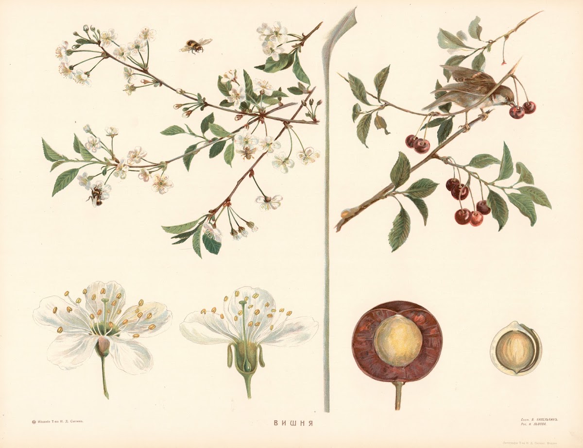 Cherry 1910