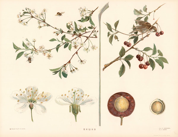 Cherry 1910