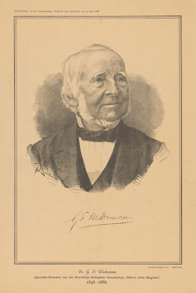 Dr GF Westerman 1888
