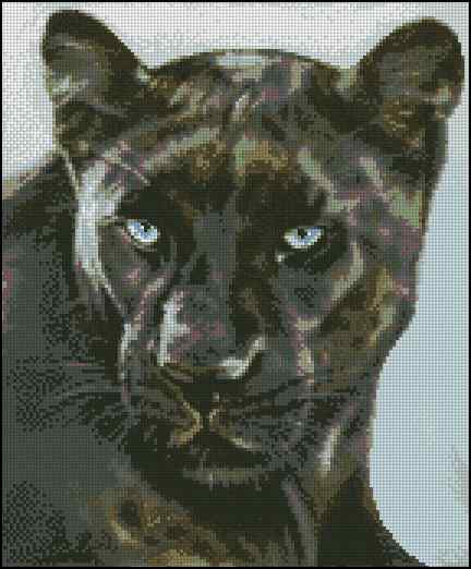 CMP 400383 Black Leopard