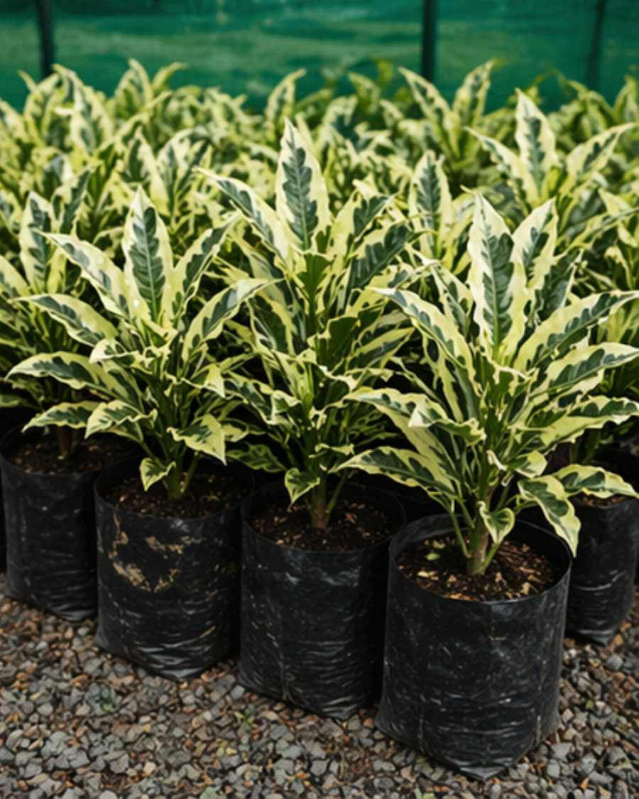Andrew Croton Plant — view 5