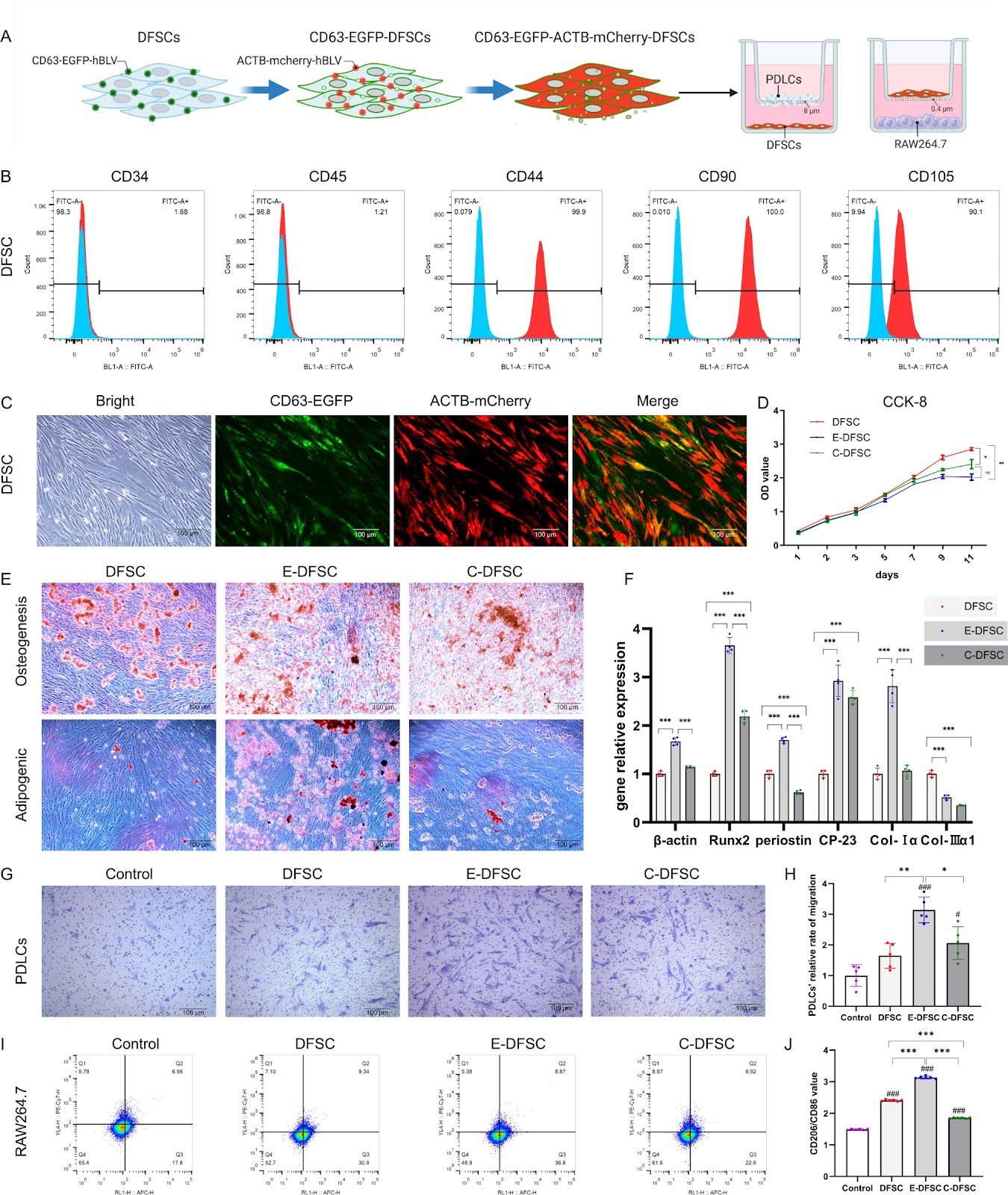 Xenogenous implanted dental follicle stem cells promote periodontal regeneration through inducing the N2 phenotype of neutrophils
