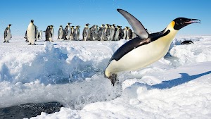Penguins Wallpaper