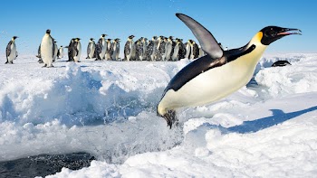 Penguins Wallpaper