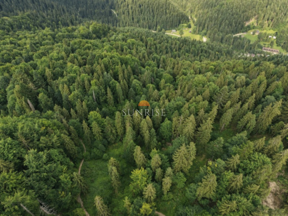 Działka leśna 48,75 a | Szczawnica | 80 000 zł — zdjęcie 3
