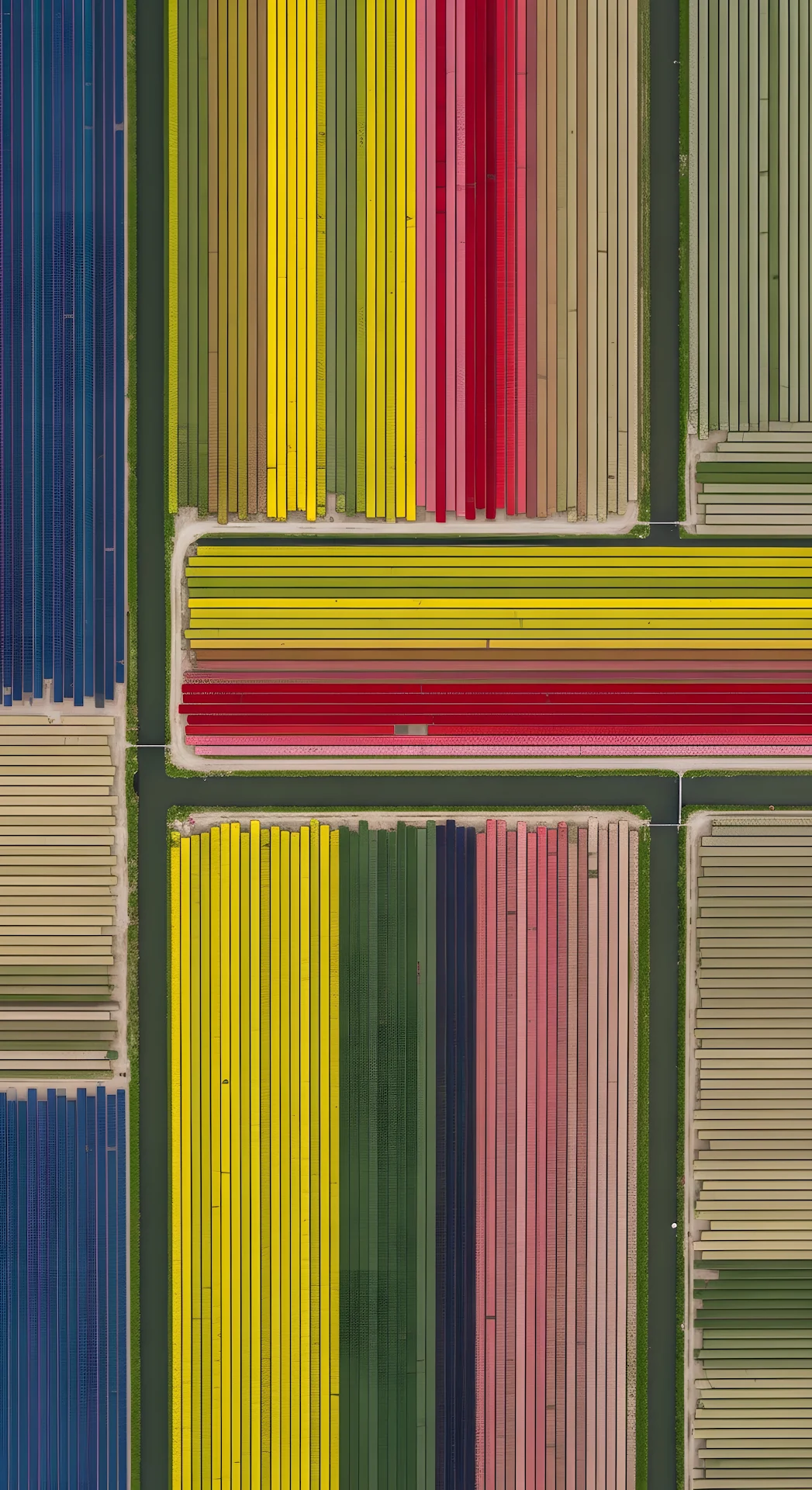Abstract Overhead Aerial of Vibrant, Geometric Tulip Flower Fields and Water Canals - Free 4K mobile Wallpaper
