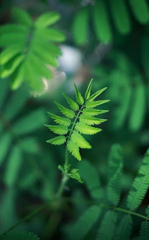 Green Leaves Picture