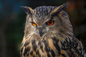 Owl Face Wallpaper
