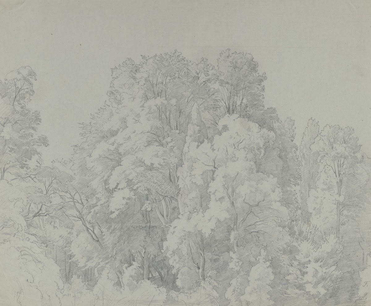 Forest section