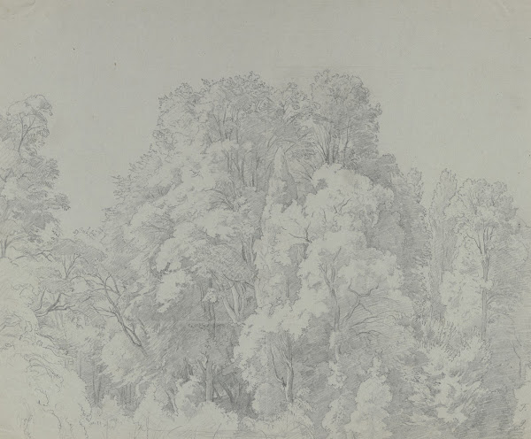 Forest section