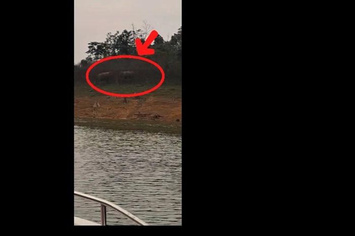 Hai cá thể voi châu Á bất ngờ xuất hiện tại Hà Tĩnh - Báo Văn hóa