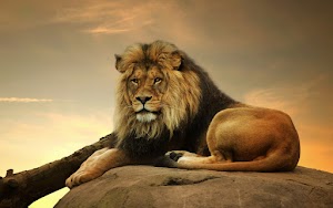 Lion Wallpaper