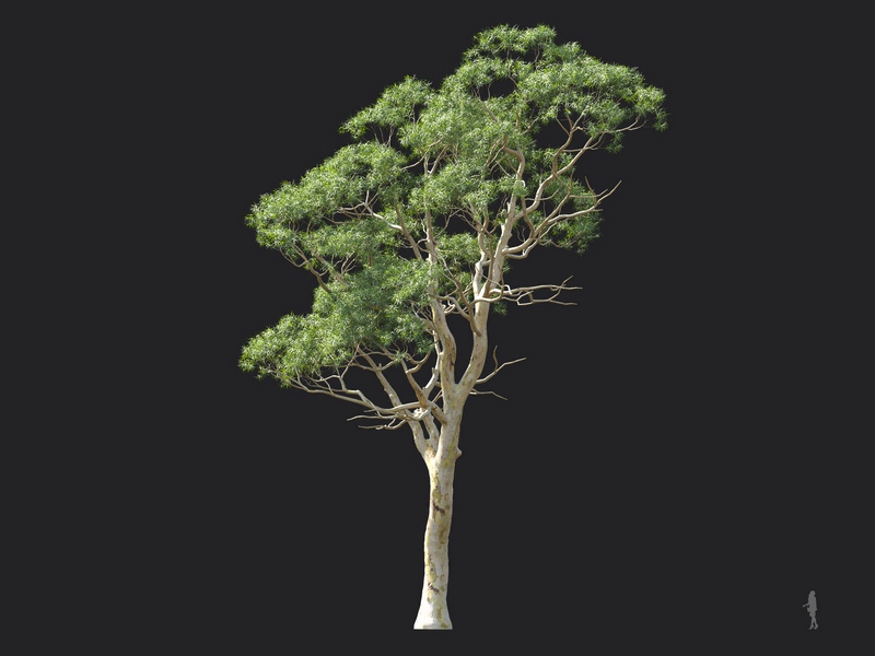 Maxtree - Plant Models Vol.124