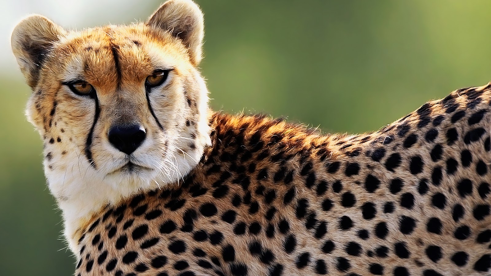 Cheetah Wallpaper