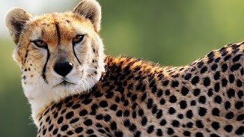 Cheetah Wallpaper