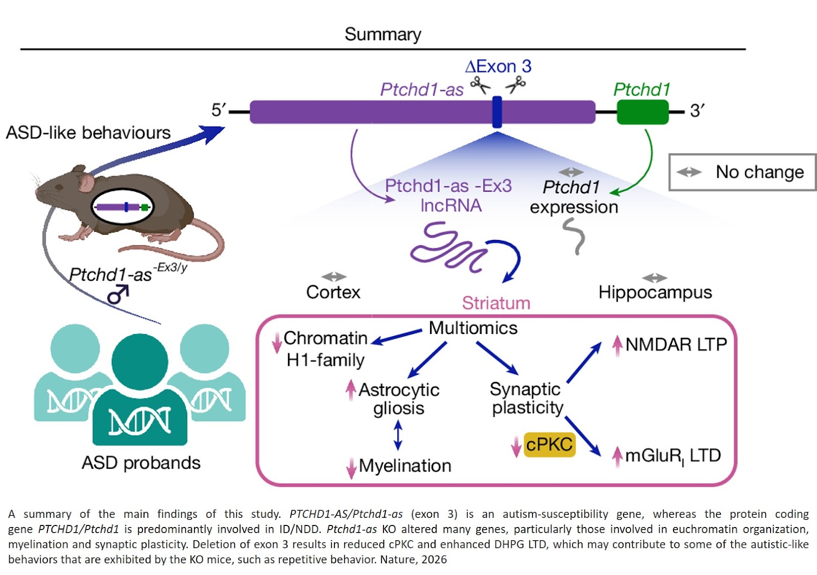 An X-linked long non-coding RNA, PTCHD1-AS, and the core features of autism
